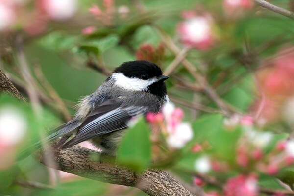 Chickadee Print