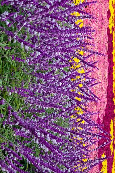 Skullcap Flowers Print