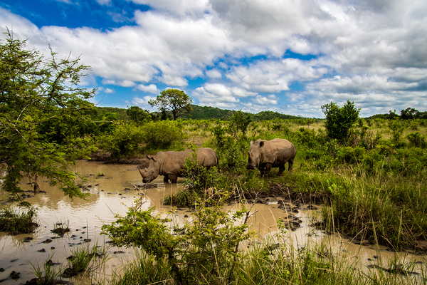 Rhinos at the Hluhluwe–Imfolozi Park Print