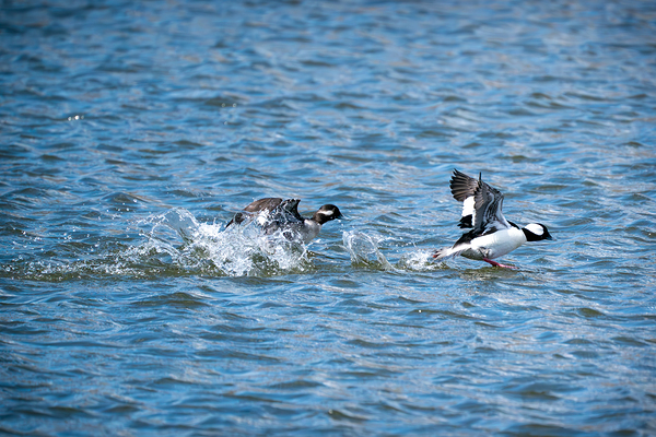 Bufflehead Ducks Print