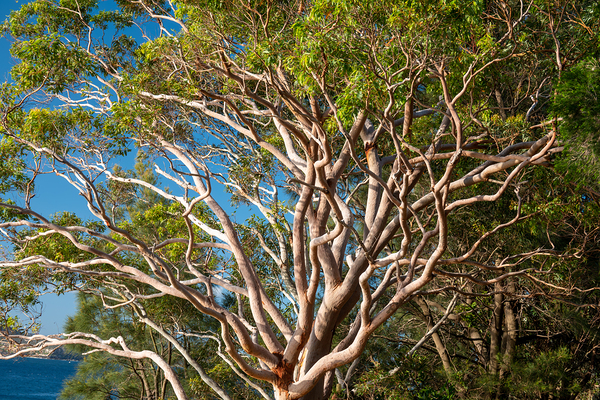 Gum Tree  Print
