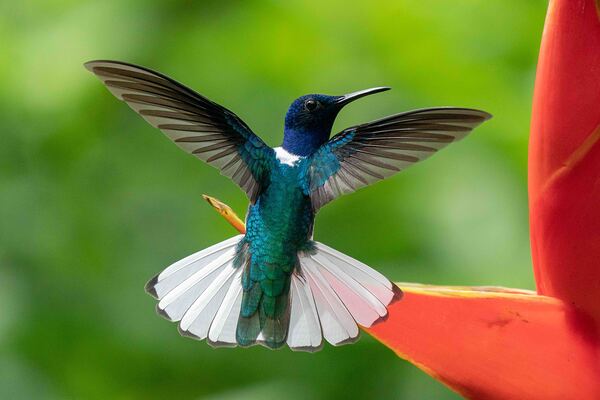 Handsome White-Necked Jacobin Print