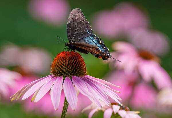Red-Spotted Purple Admiral Butterfly Print