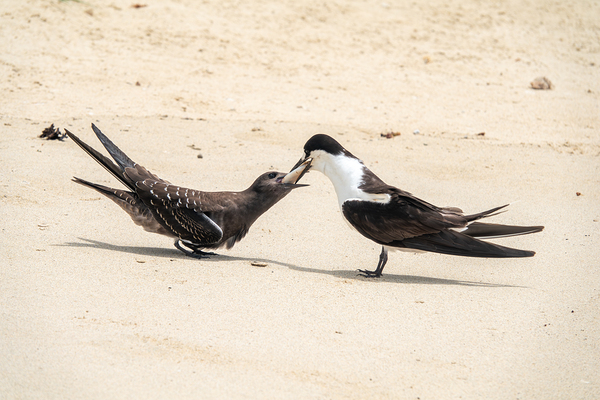 Sooty Tern Couple Print