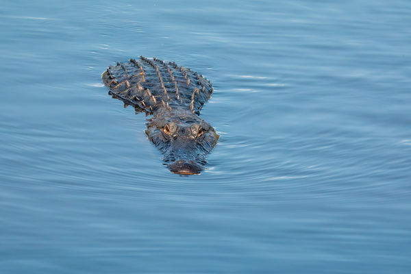 American Alligator Print