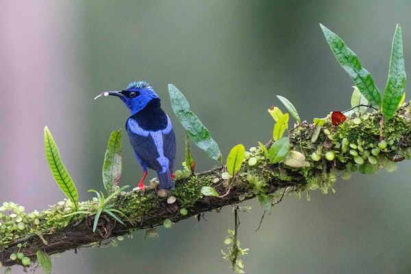Red-legged Honeycreeper Print