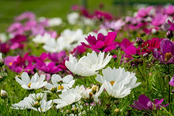 White Coreopsis at the Botanical Gardens Print