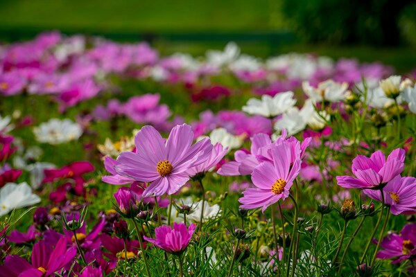 Pink Coreopsis at the Botanical Gardens Print