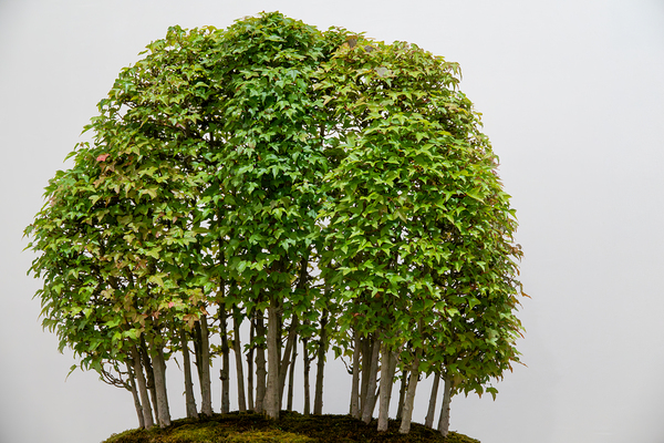 Yose-Ue Forest Garden  Imprimer