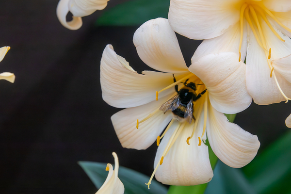 Bumblebee on a Royal lily Print