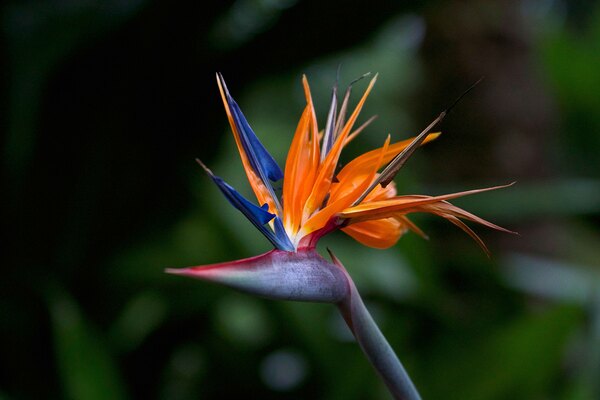 Bird of Paradise Flower Print