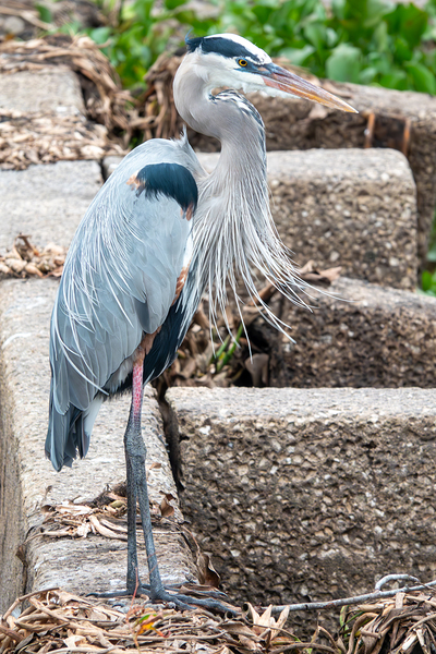 Great Blue Heron Print