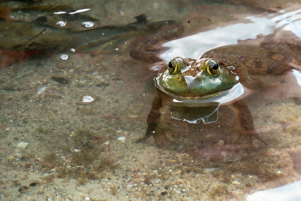 American Bullfrog Taking a Swim Print