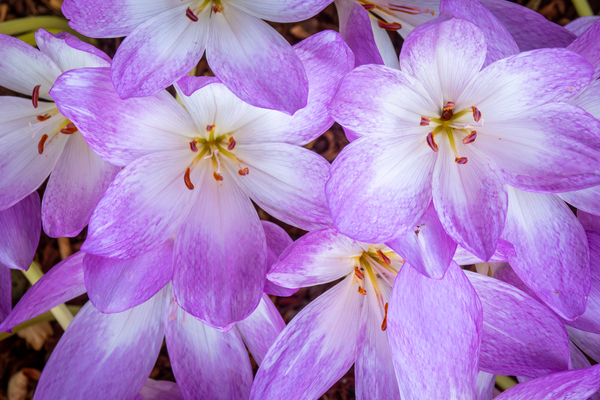Purple Crocus Flowers Print