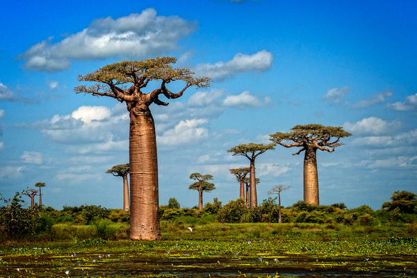 Baobab Trees  Print