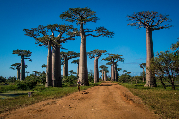 Avenue of the Baobabs Print