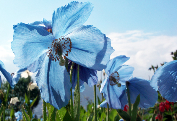 Himalayan Blue Poppy Flowers Print