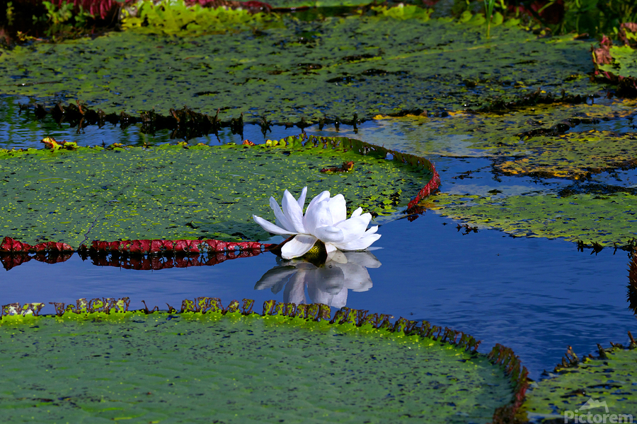 Water Lily on the Amazon River  Print