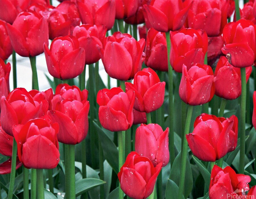 Red Tulips  Print