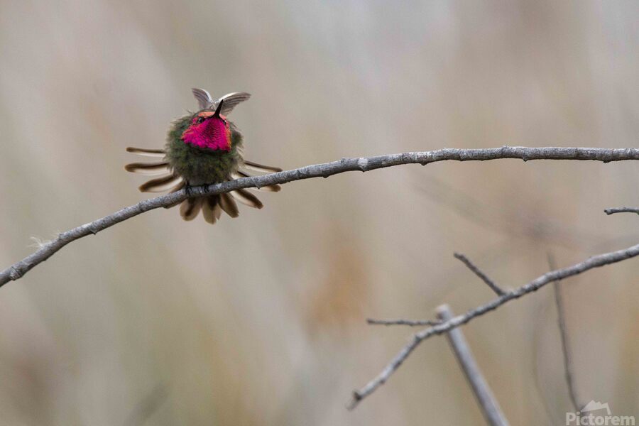 Annas Hummingbird Displays Excitement  Print