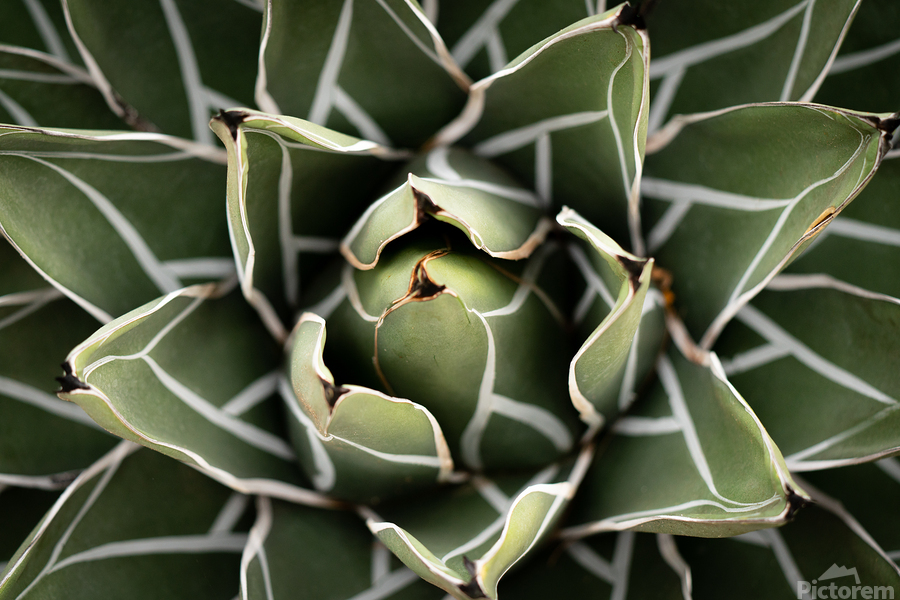 Agave Victoria-reginae Plant  Print