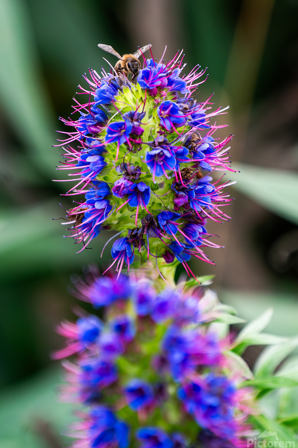 A Honey Bee on a Pride of Madeira Flower  Print