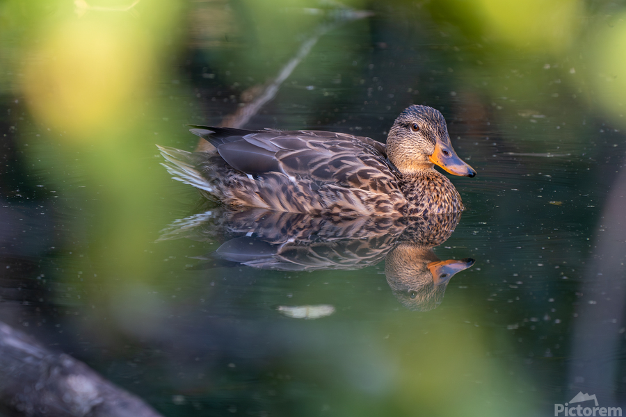 Female Mallard Duck Reflection  Print