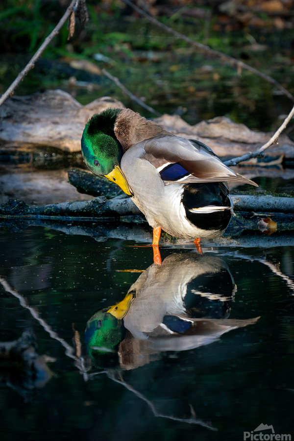 Male Mallard Duck Reflection  Print
