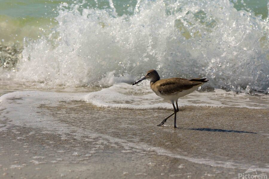 Sandpiper on a Florida Beach  Print