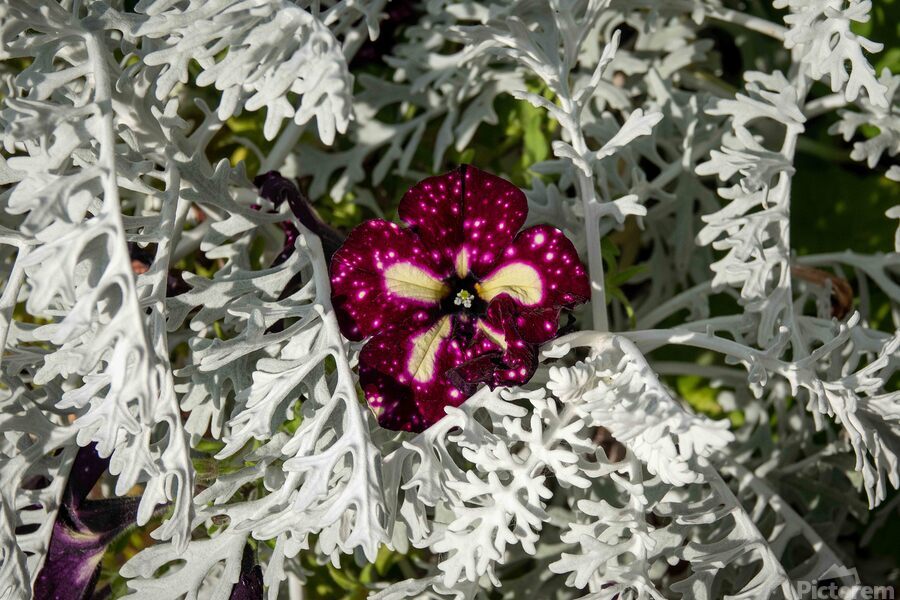 Starry Sky Burgundy Petunia Flower  Print