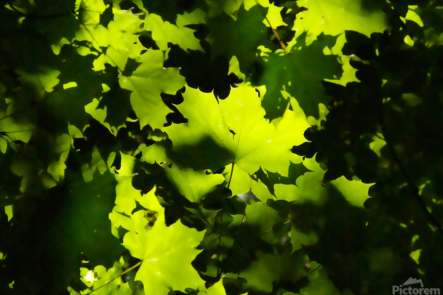 Maple Leaves  Print