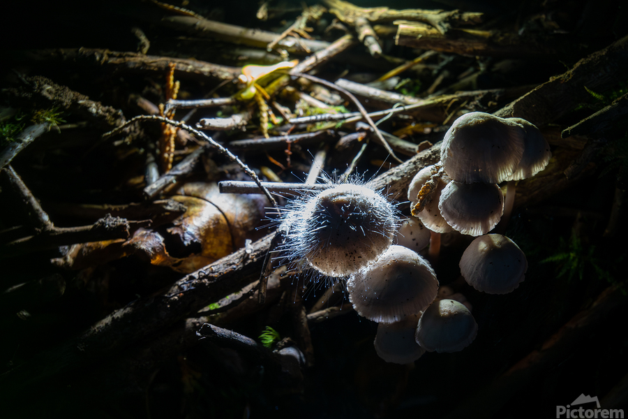 Mycena leptocephala Mushrooms  Imprimer