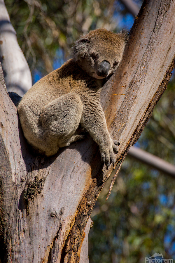 Koala  Print