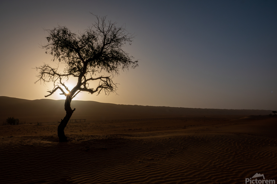 A Lone Tree in the Desert  Print