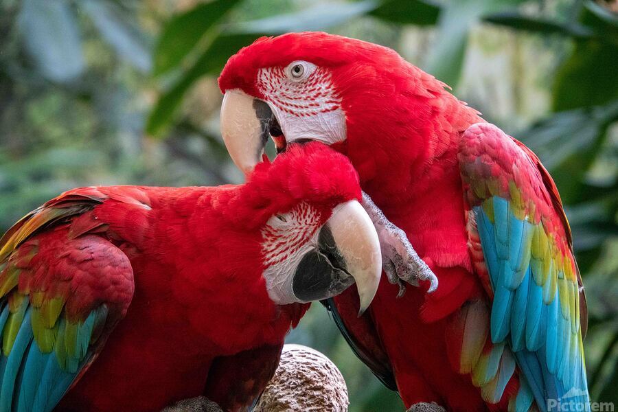 Macaws  Print