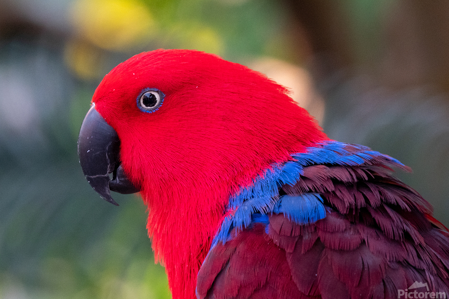 Eclectus Parrot  Print