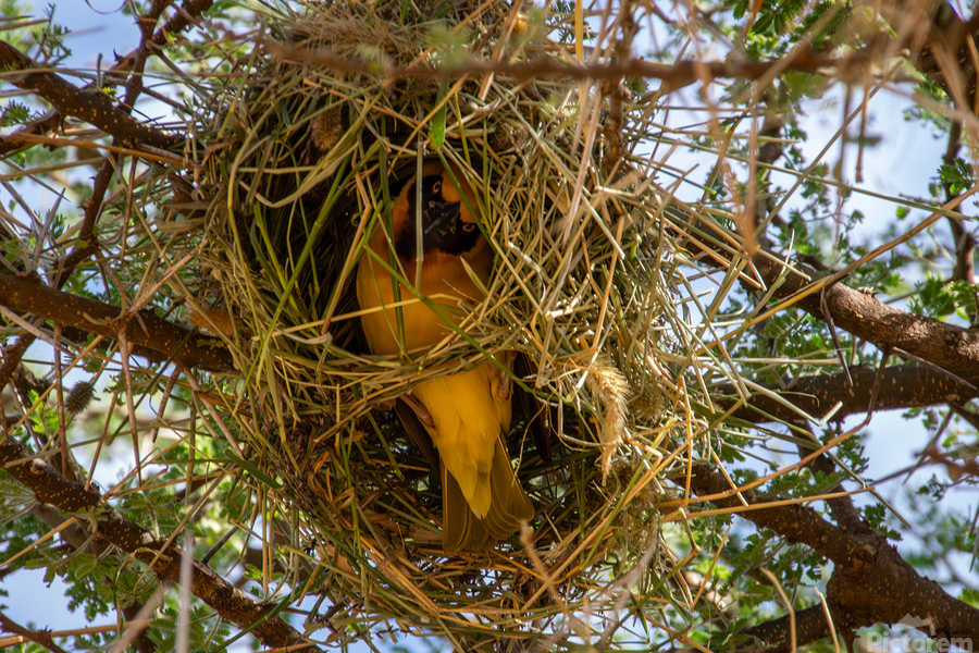 Southern Masked Weaver  Print