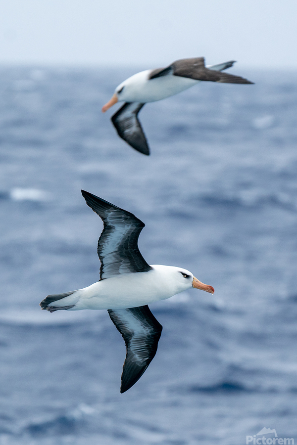 Black-browed Albatross  Imprimer