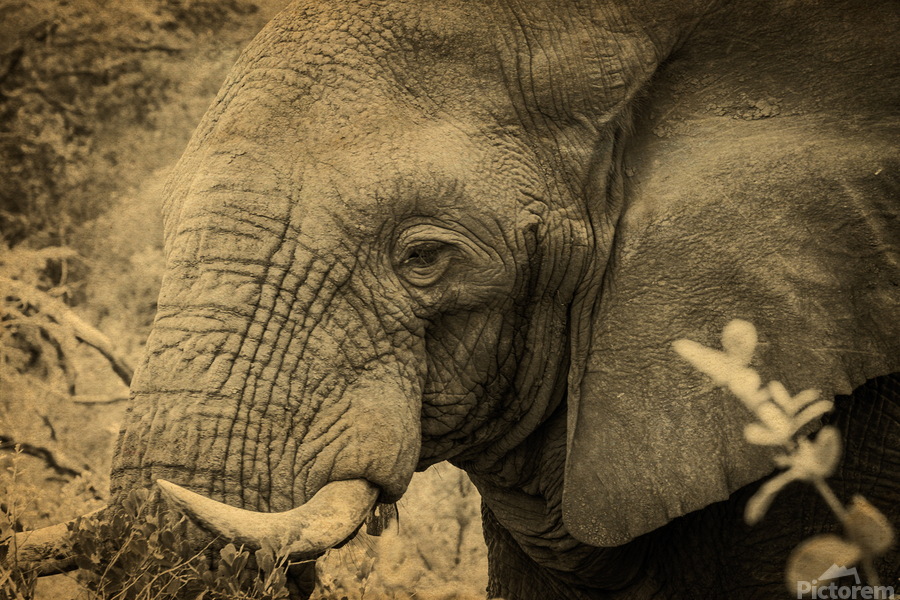 African Bush Elephant  Print