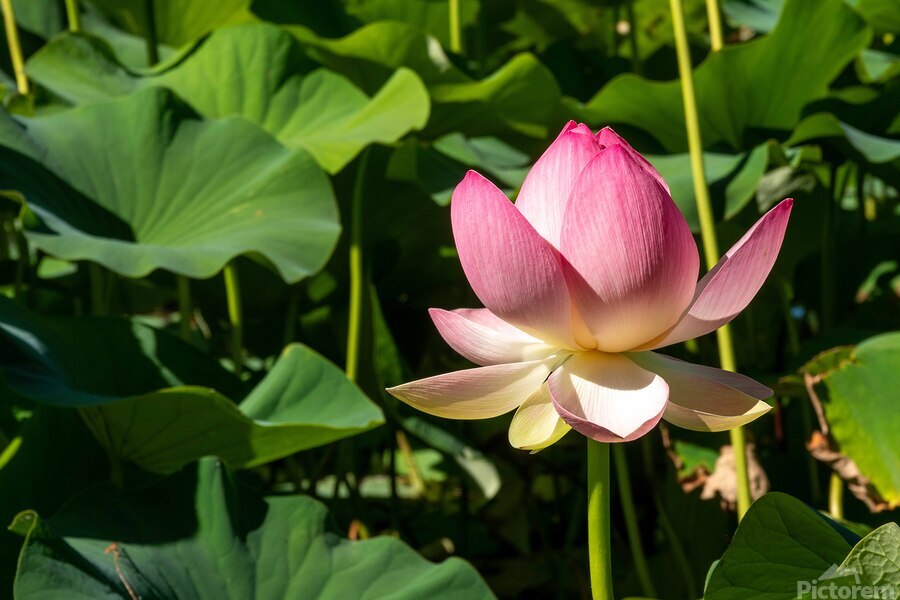 Lotus Flower  Print