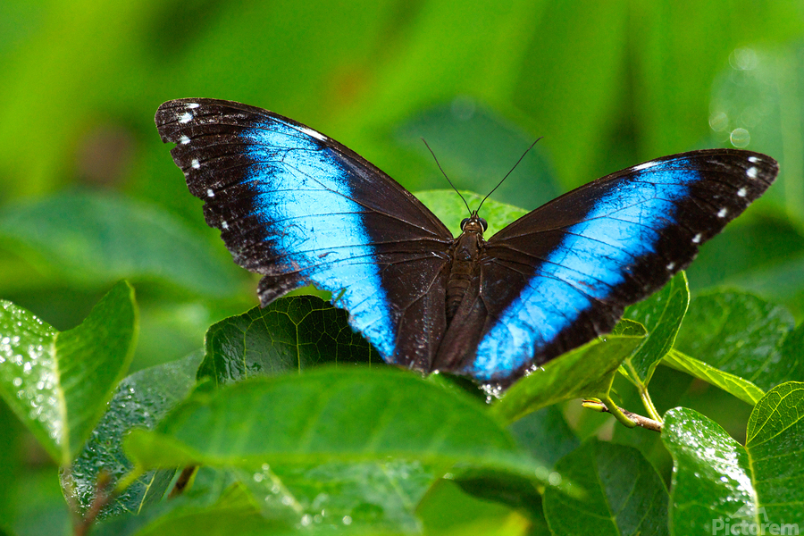 Achilles Blue Morpho Butterfly  Print