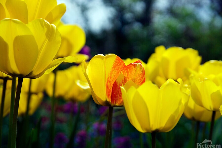 Being Different Is Special  Print