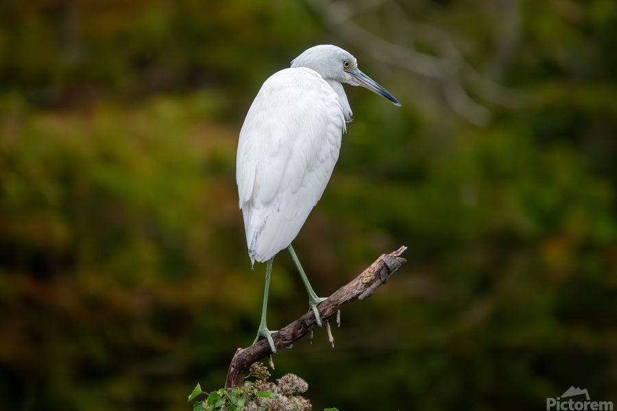 Juvenile Little Blue Heron  Print