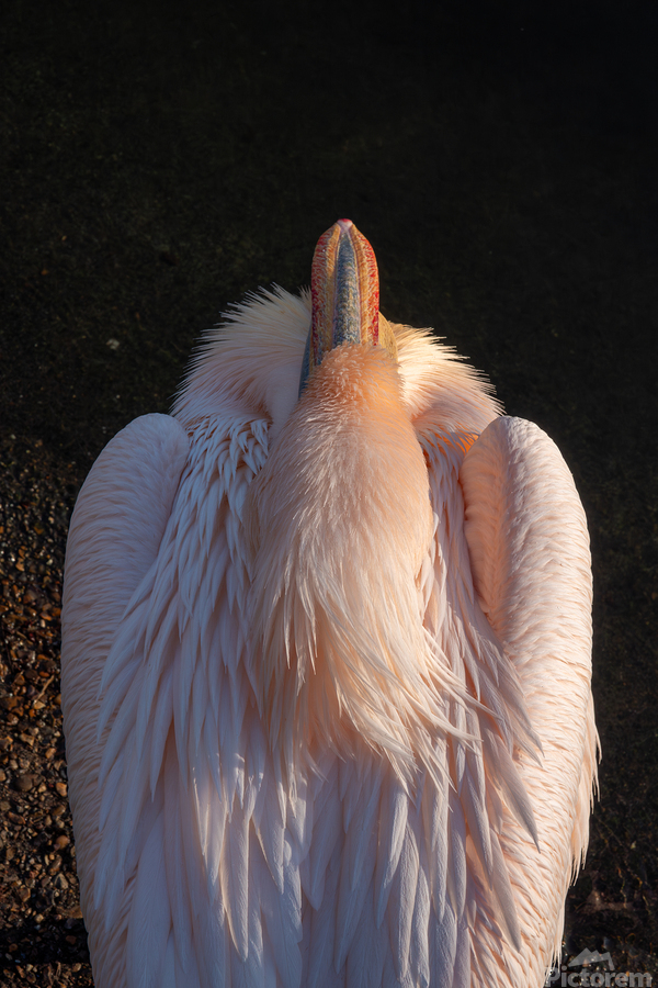 Great White Pelican  Print