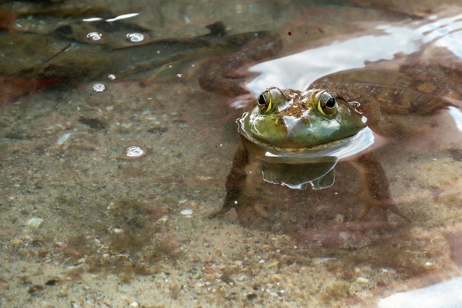 American Bullfrog Taking a Swim  Print
