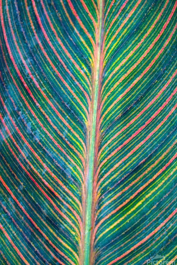Colorful Calathea Leave  Print