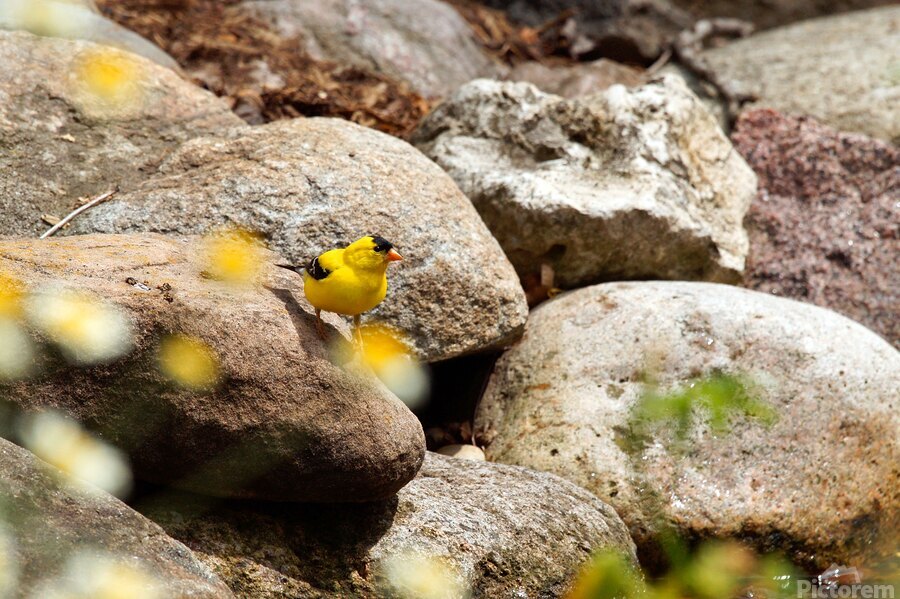 Goldfinch  Print