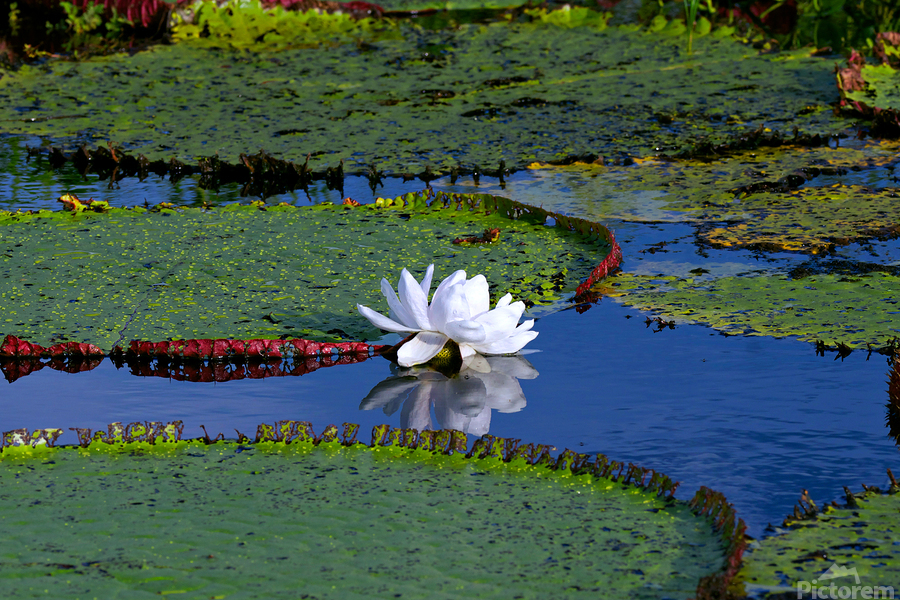 Amazon Water Lilly  Print