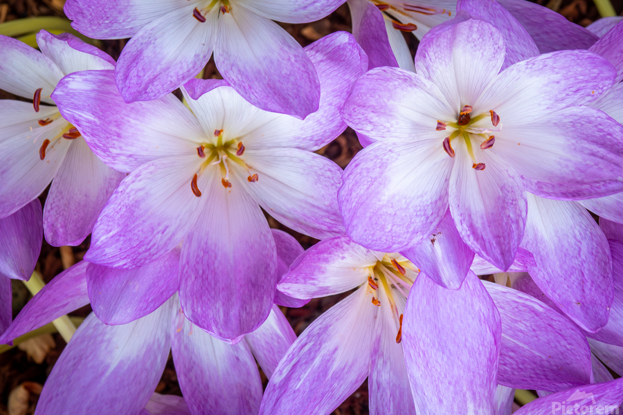 Purple Crocus Flowers  Print