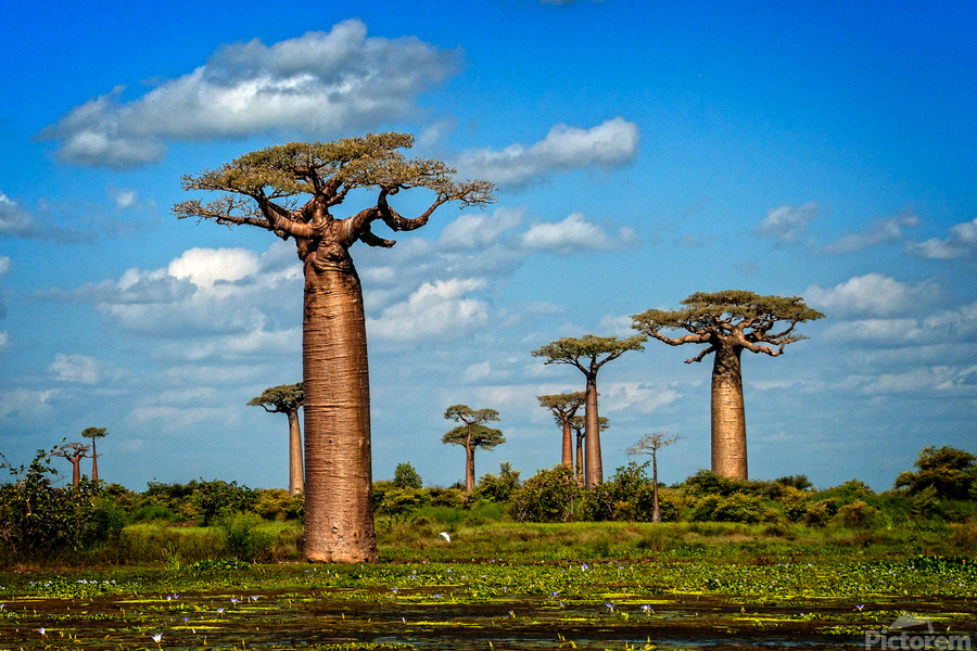 Baobab Trees  Print